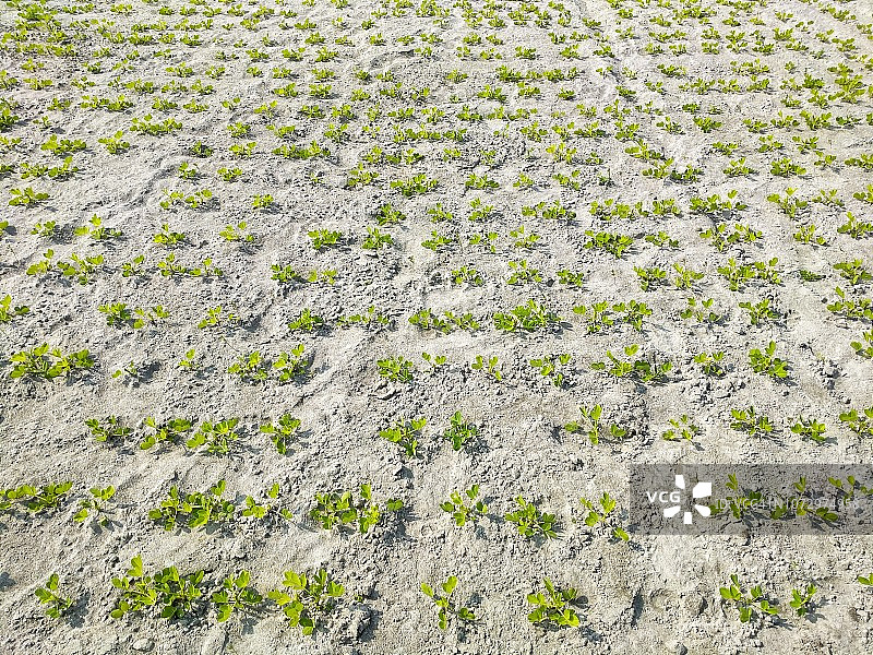 花生种植图片素材