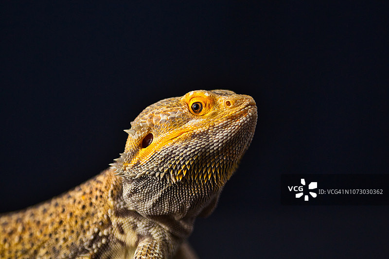 胡须龙肖像图片素材