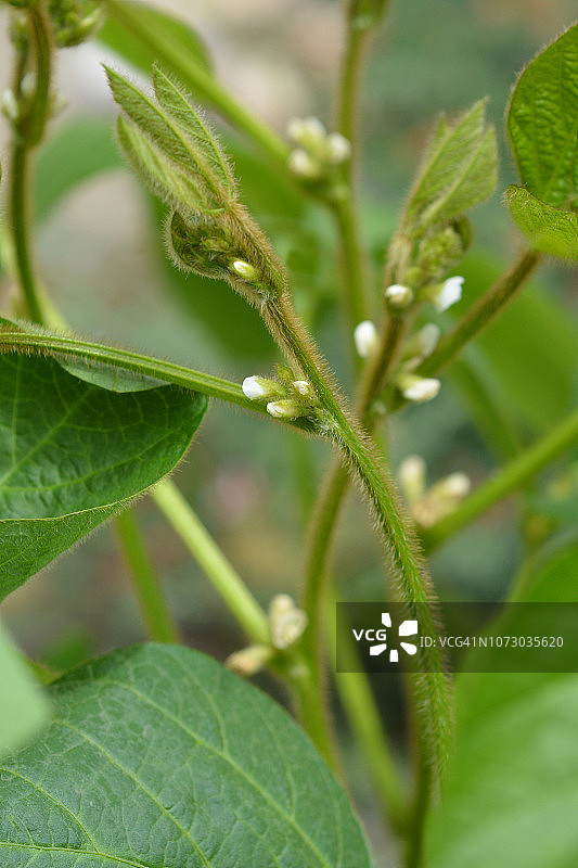 大豆白色花朵图片素材