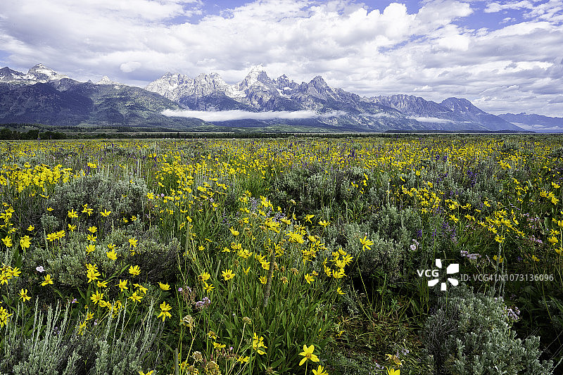 夏季的野花与提顿山脉图片素材