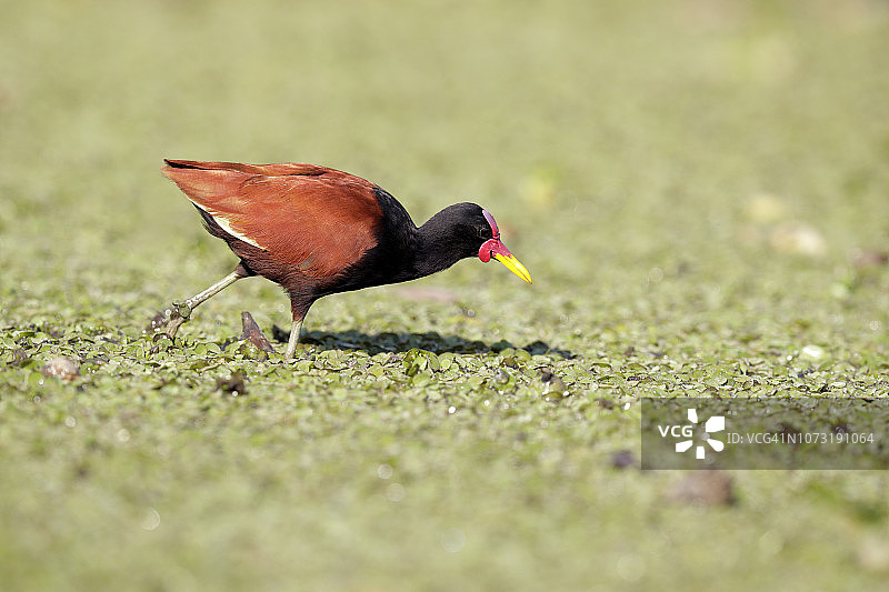肉垂水雉觅食图片素材