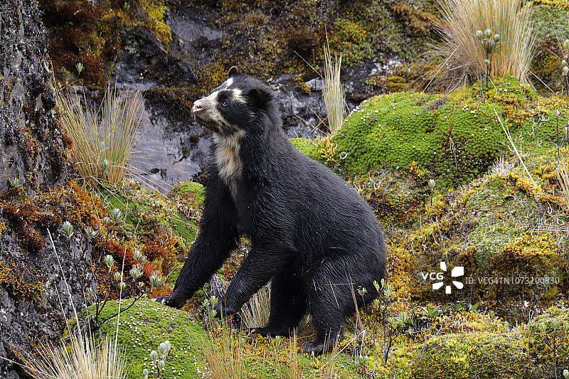 眼镜熊图片素材