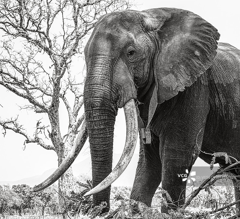 津巴布韦马纳潭国家公园非洲巨象的侧面照图片素材