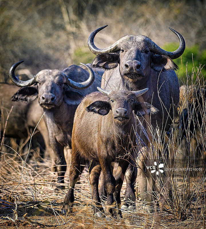 津巴布韦马纳潭国家公园凝视镜头的非洲水牛图片素材