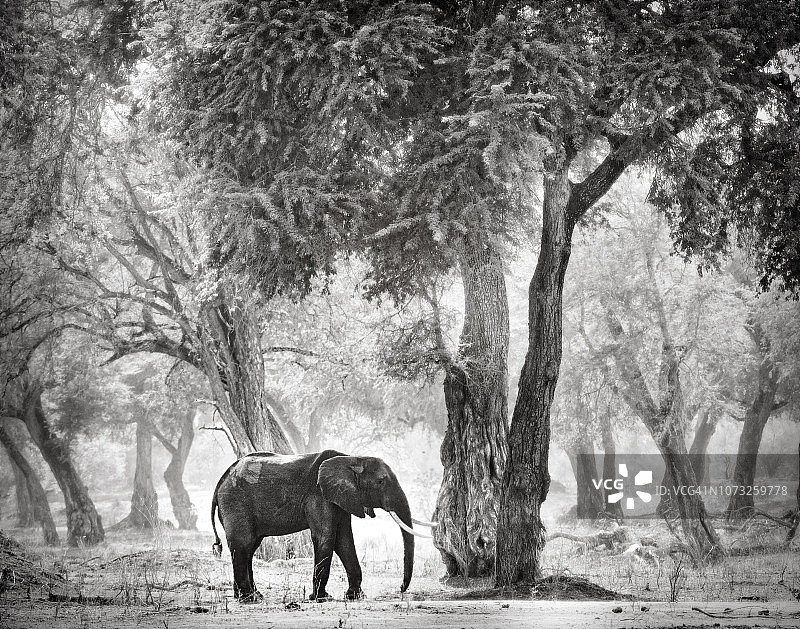 津巴布韦马纳潭魔幻光线下树旁的大象图片素材