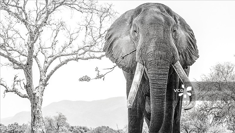 津巴布韦马纳潭大型长牙象博斯韦尔的戏剧性肖像图片素材