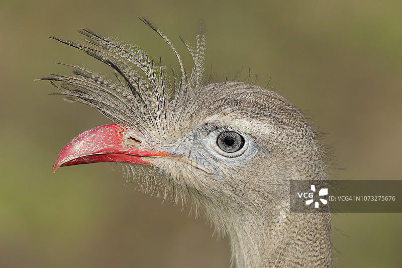 红腿叫鹤（Cariama cristata）图片素材