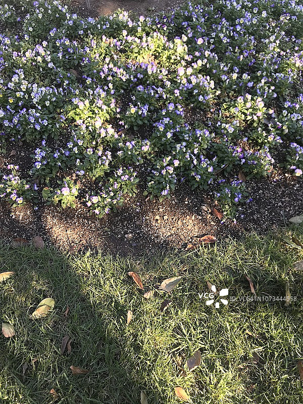 斑驳光线下的紫罗兰和草图片素材