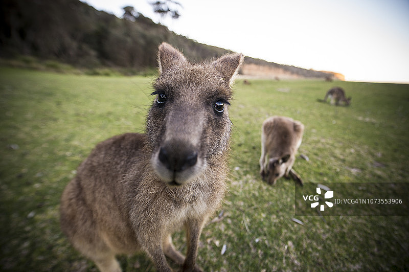 沙滩上的东部灰袋鼠图片素材