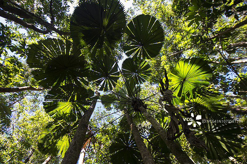 丹翠国家公园的扇形棕榈树图片素材