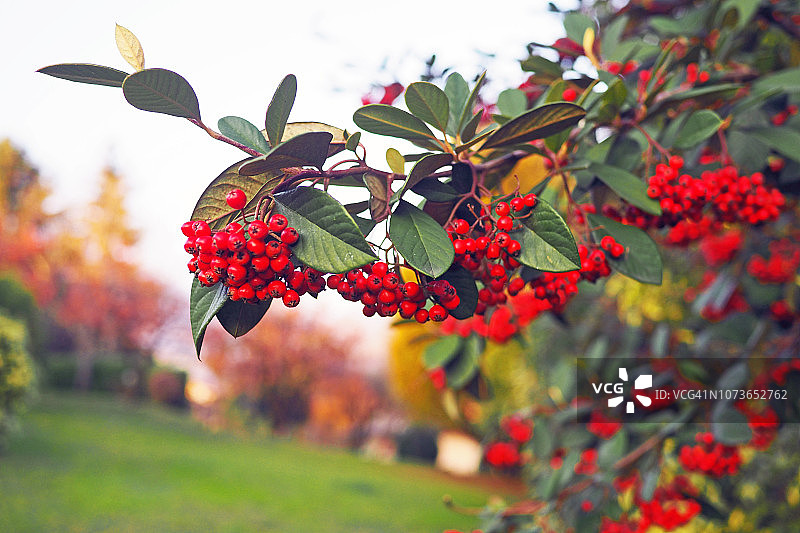 红果唐棣灌木树枝图片素材