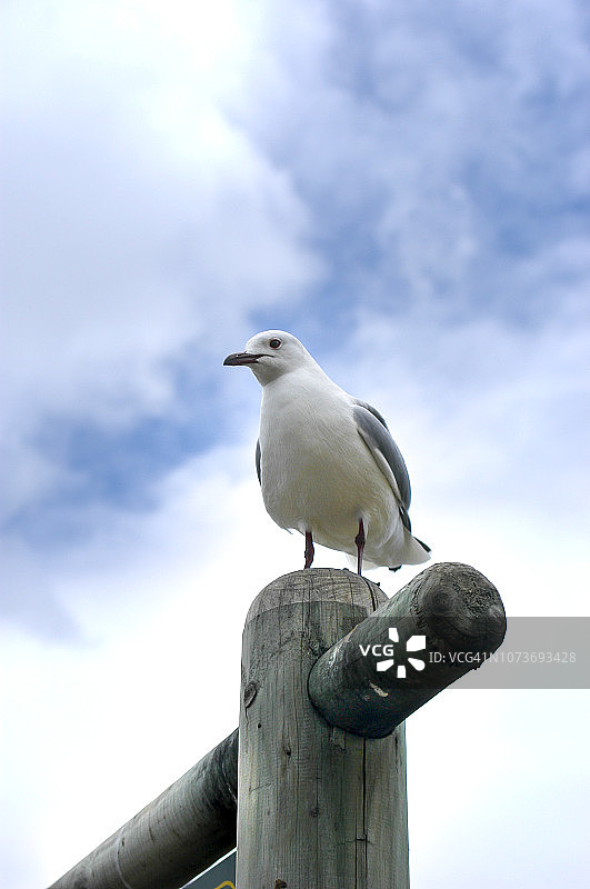 南非豪特湾木桩上的海鸥仰视图图片素材