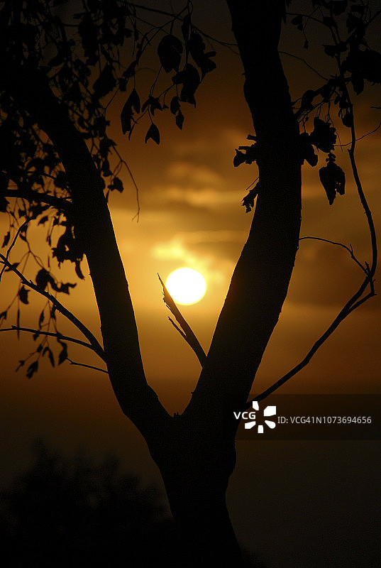 南非西开普敦苏克博斯，大西洋日落下的芦荟剪影图片素材