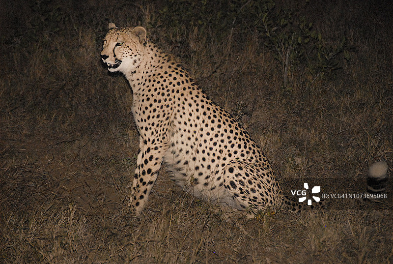 南非夜间聚光灯下的猎豹图片素材