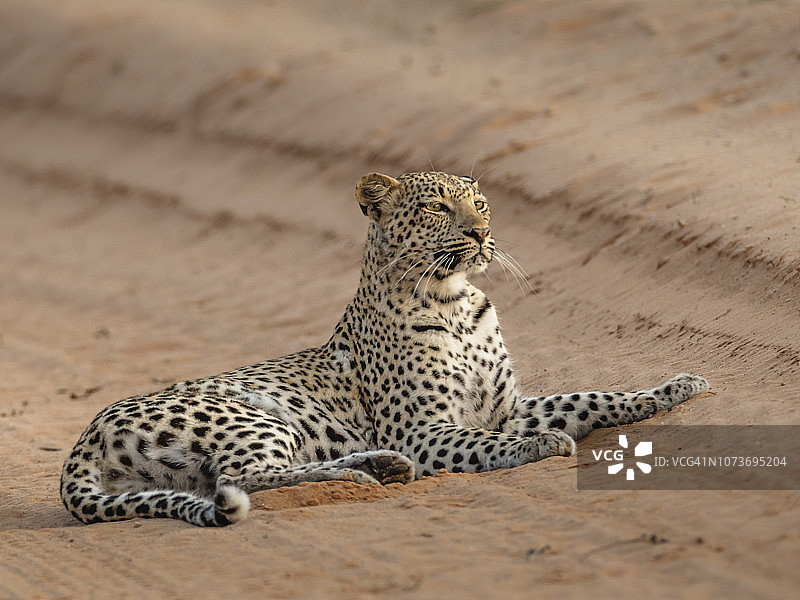 一只雌性豹(Panthera Pardus)躺在碎石路上,专注地观察着走近的羚羊。卡拉哈迪跨境公园,南非北开普省。图片素材