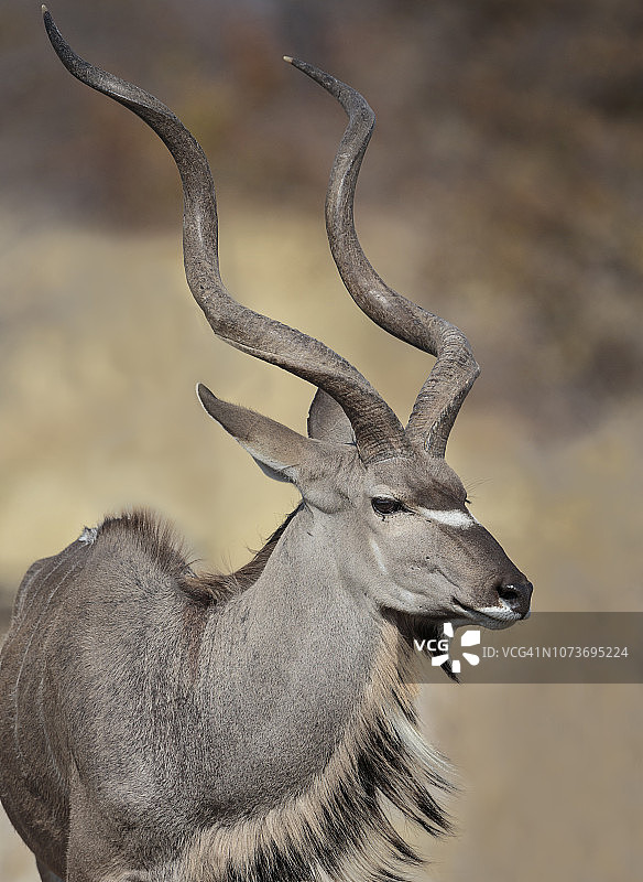 一只警觉的孤独的非洲大捻角羚公牛在埃托沙野生动物保护区看着镜头图片素材