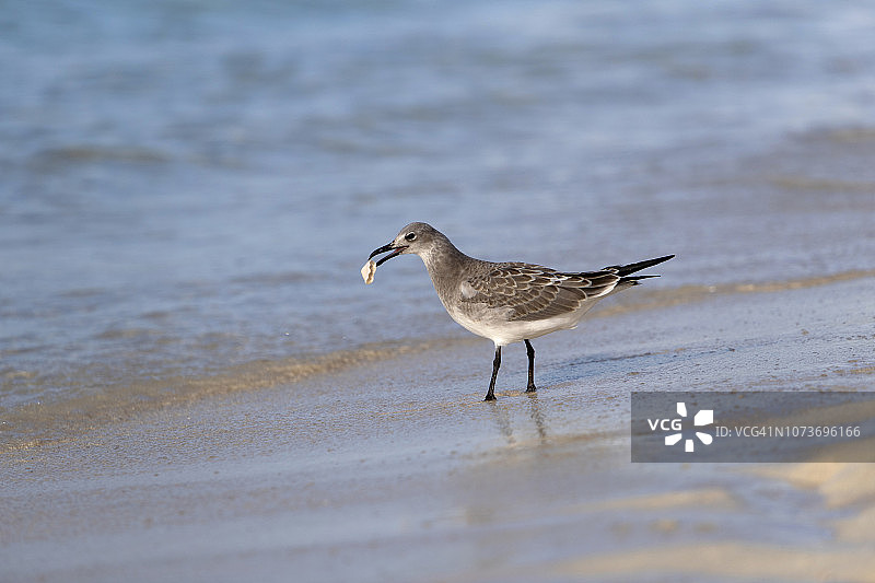 西伯利亚银鸥，巴哈马群岛新普罗维登斯岛天堂岛，卷心菜海滩图片素材