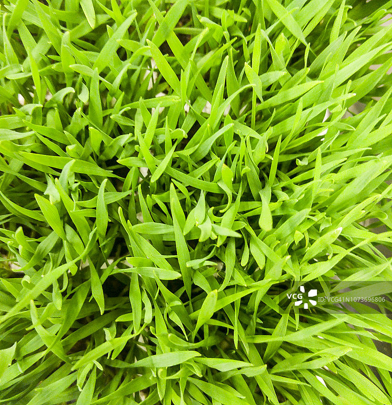 南非约翰内斯堡CU小麦草图片素材