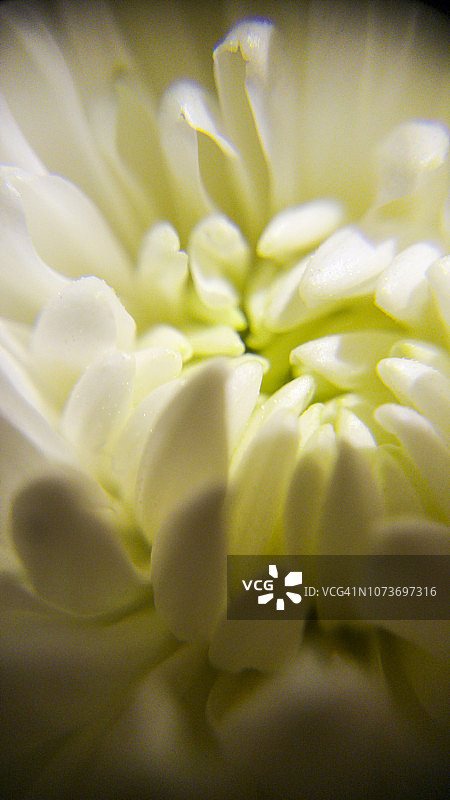 南非约翰内斯堡的白色菊花特写图片素材