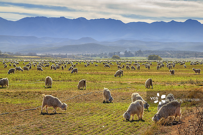 安哥拉山羊在斯瓦特贝格山脉的土地上吃草的田园风光，南非西开普省奥茨胡恩图片素材