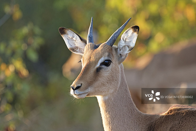 克鲁格国家公园里的年轻雄性黑斑羚图片素材