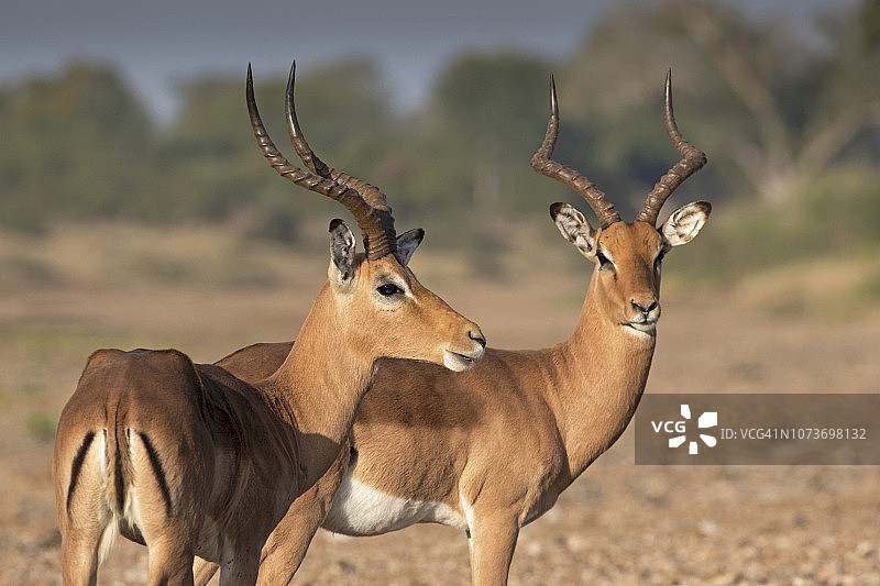 克鲁格国家公园雄性黑斑羚图片素材