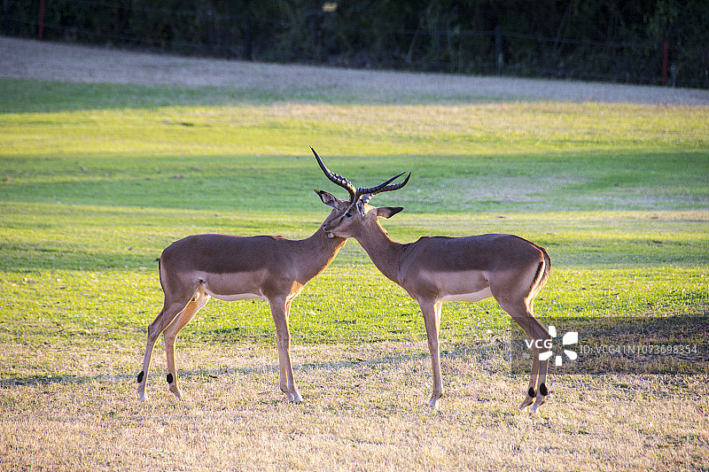南非克鲁格国家公园里互动的雄性黑斑羚图片素材