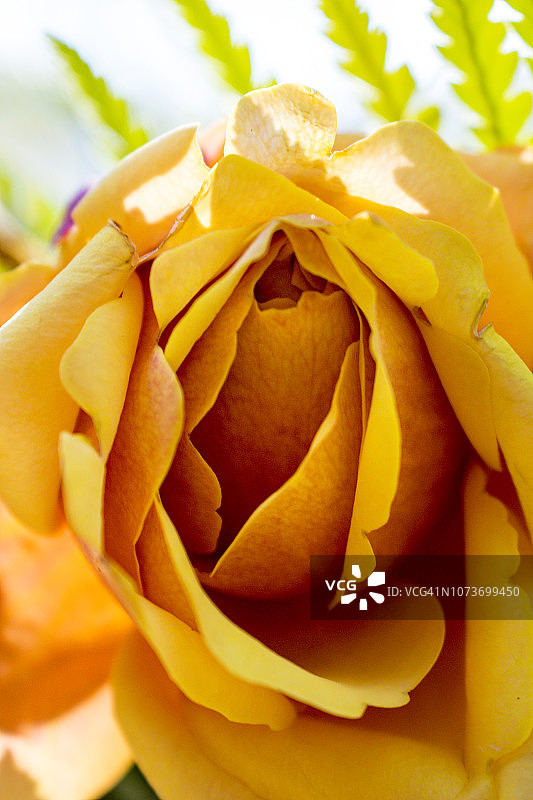 黄色玫瑰特写，南非图片素材