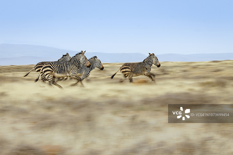 一群开普山斑马在南非山斑马国家公园奔跑图片素材