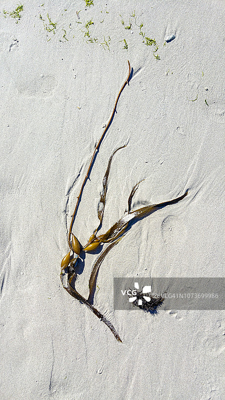 南非开普敦海滩上冲上海藻图片素材