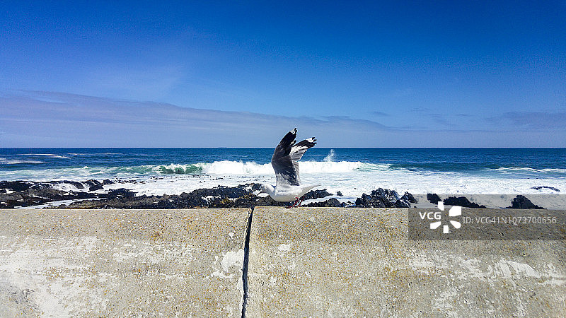 孤独的海鸥站在水泥墙上，南非开普敦图片素材