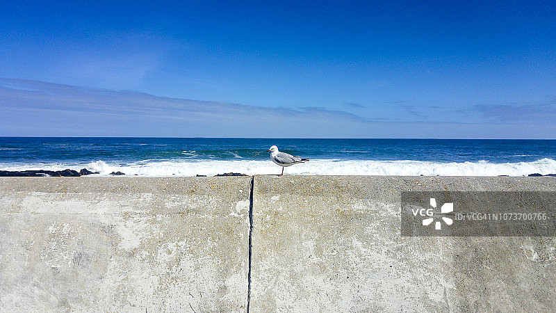 孤独的海鸥站在水泥墙上，南非开普敦图片素材