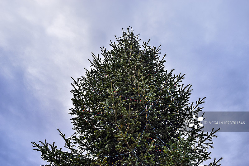 伦敦克拉珀姆公园的圣诞树（杉树）与阴沉的冬日天空图片素材