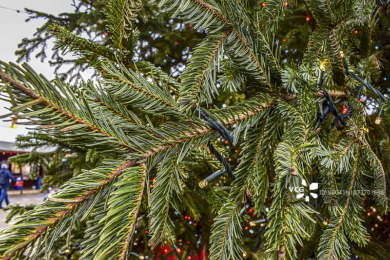 英国伦敦克拉珀姆公园的圣诞树（冷杉树）图片素材