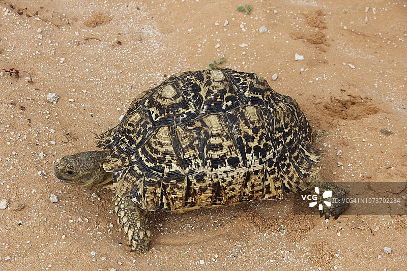 卡拉哈迪跨境公园的豹纹陆龟图片素材