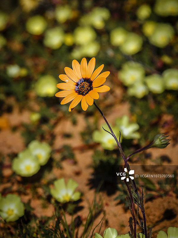 南非西开普省锡德伯格山脉的那马夸兰雏菊图片素材