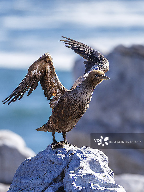 幼年海角塘鹅，南非西开普省兰伯茨湾鸟岛自然保护区图片素材