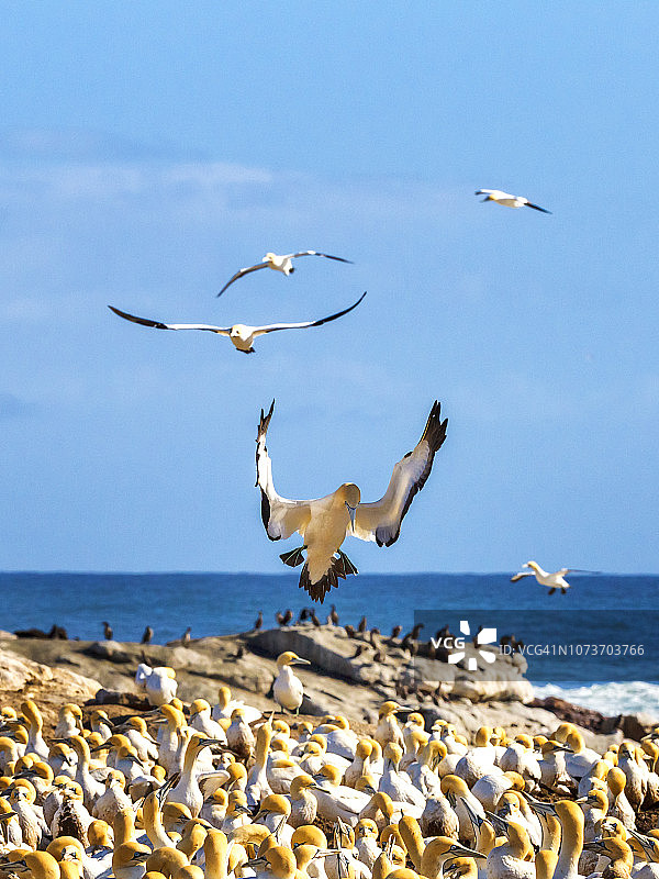 海角塘鹅群落，南非西开普省图片素材