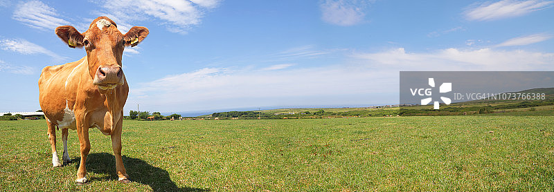 阳光明媚的绿色田野里的奶牛图片素材