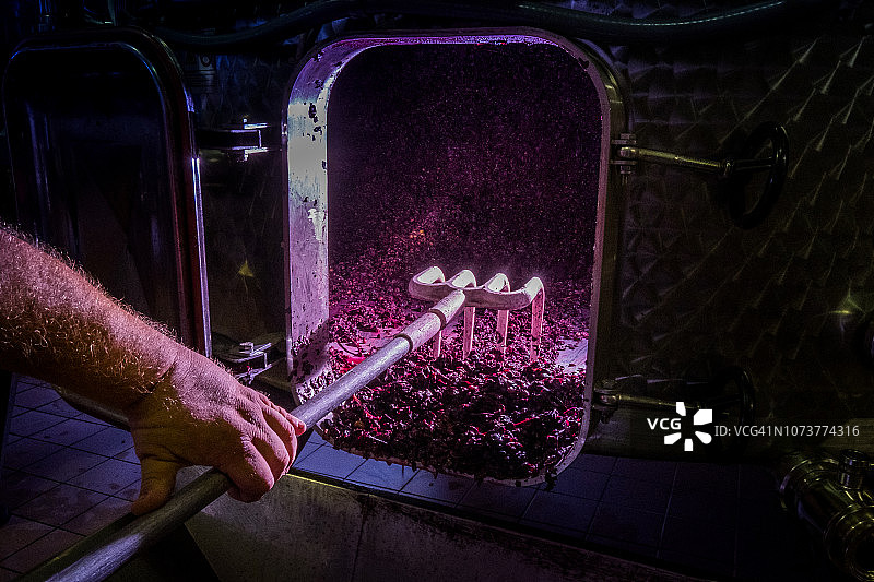 佩奇奥利，比萨，托斯卡纳 - 葡萄酒的加工和护理图片素材