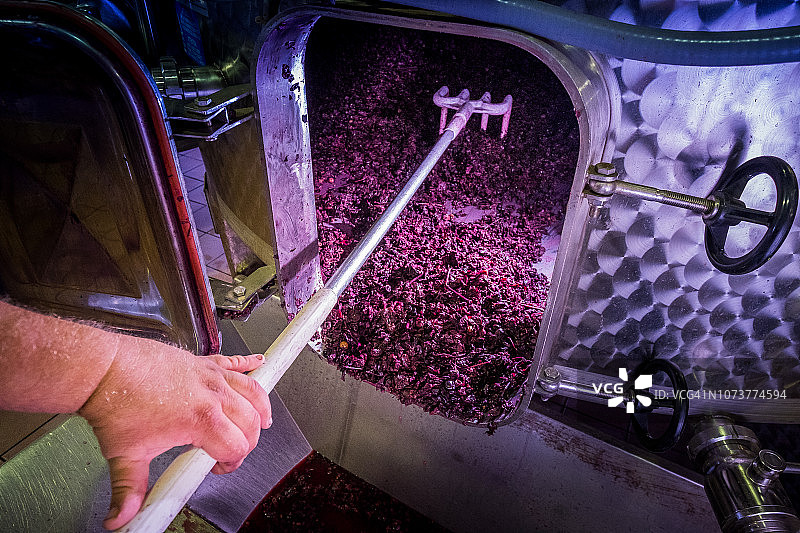 佩奇奥利，比萨，托斯卡纳 - 葡萄酒的加工和护理图片素材