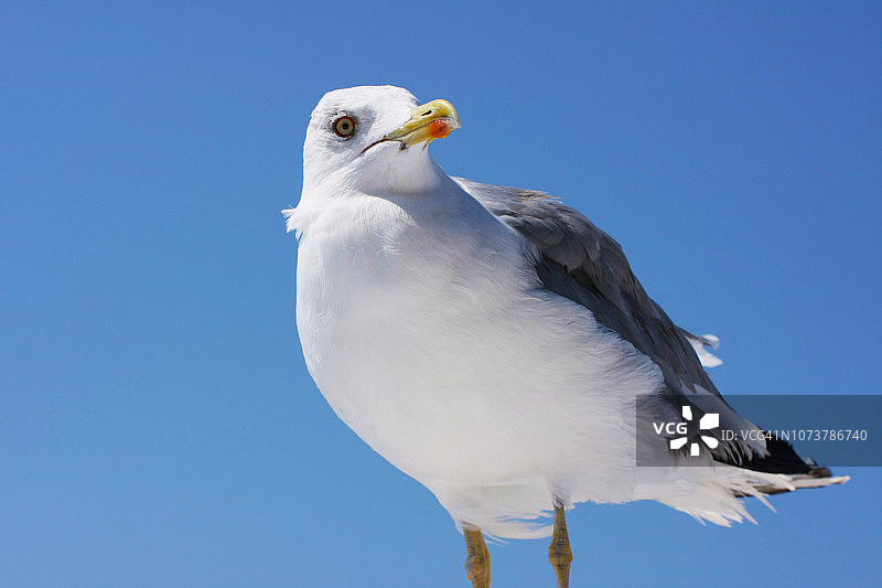 海鸥站在海边栏杆上，希腊，萨索斯图片素材