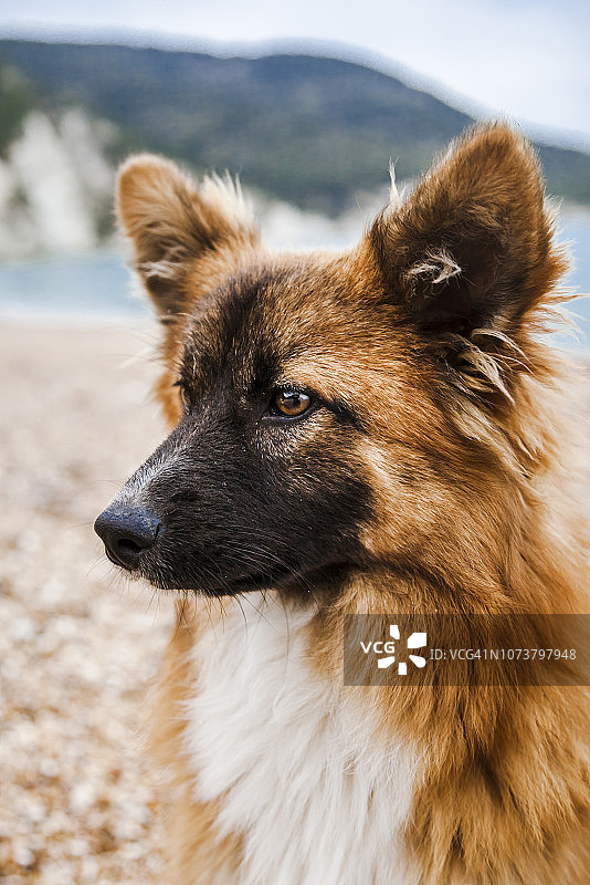 意大利维耶斯泰：维尼亚诺蒂卡海滩上的流浪狗图片素材