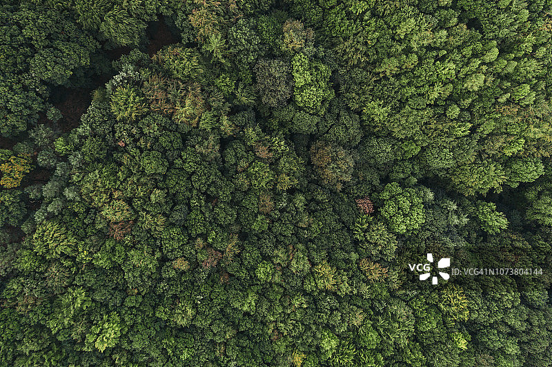 奥地利下奥地利州维也纳森林生物圈保护区：清晨森林鸟瞰图片素材
