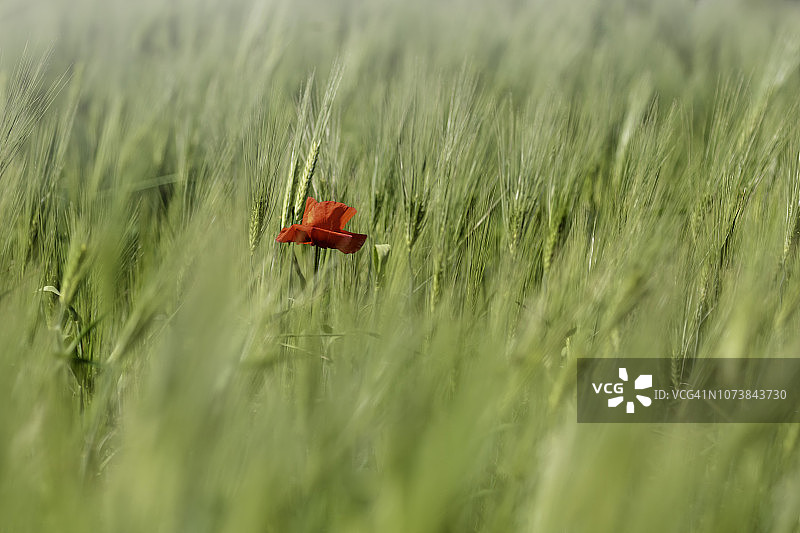 艺术风格的罂粟花图片素材
