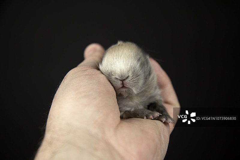 主人手中的幼崽图片素材
