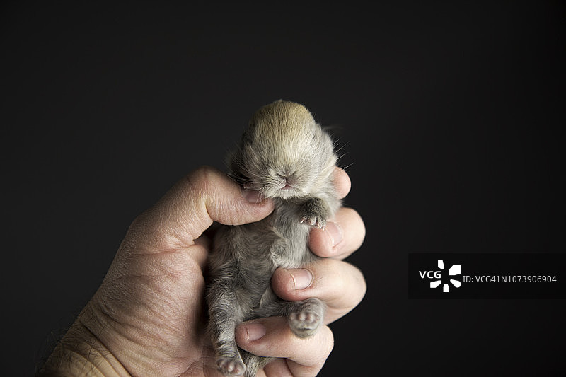 主人手中的幼崽图片素材
