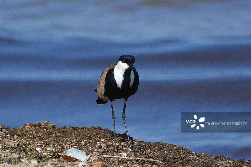 距翅麦鸡图片素材