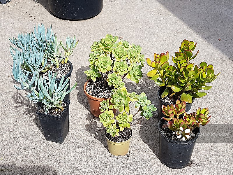 蓝色的蓝松、莲花掌和玉树图片素材