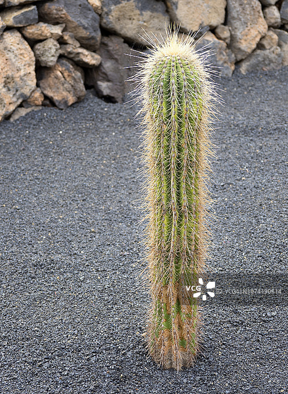 仙人掌（塔里哈豪花柱）图片素材